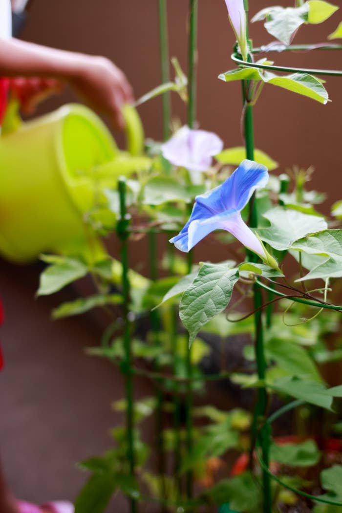 朝顔を育てる人のイメージ写真(Getty Images/iStockphoto)
