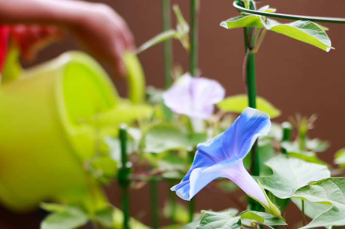 手に黄色のジョウロを持った人が朝顔に水をやっている。