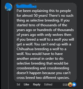 A comment arguing that crossbreeding in dogs doesn't exist