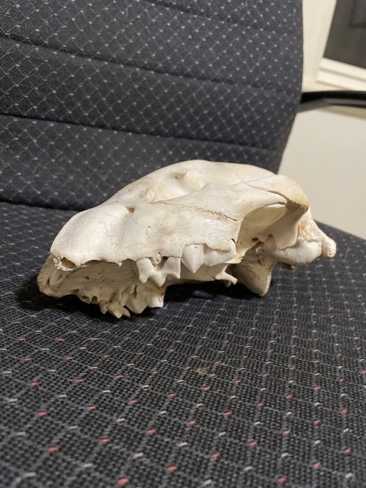 A white animal skull is placed on a patterned fabric surface, showing one side with visible teeth and bone structure