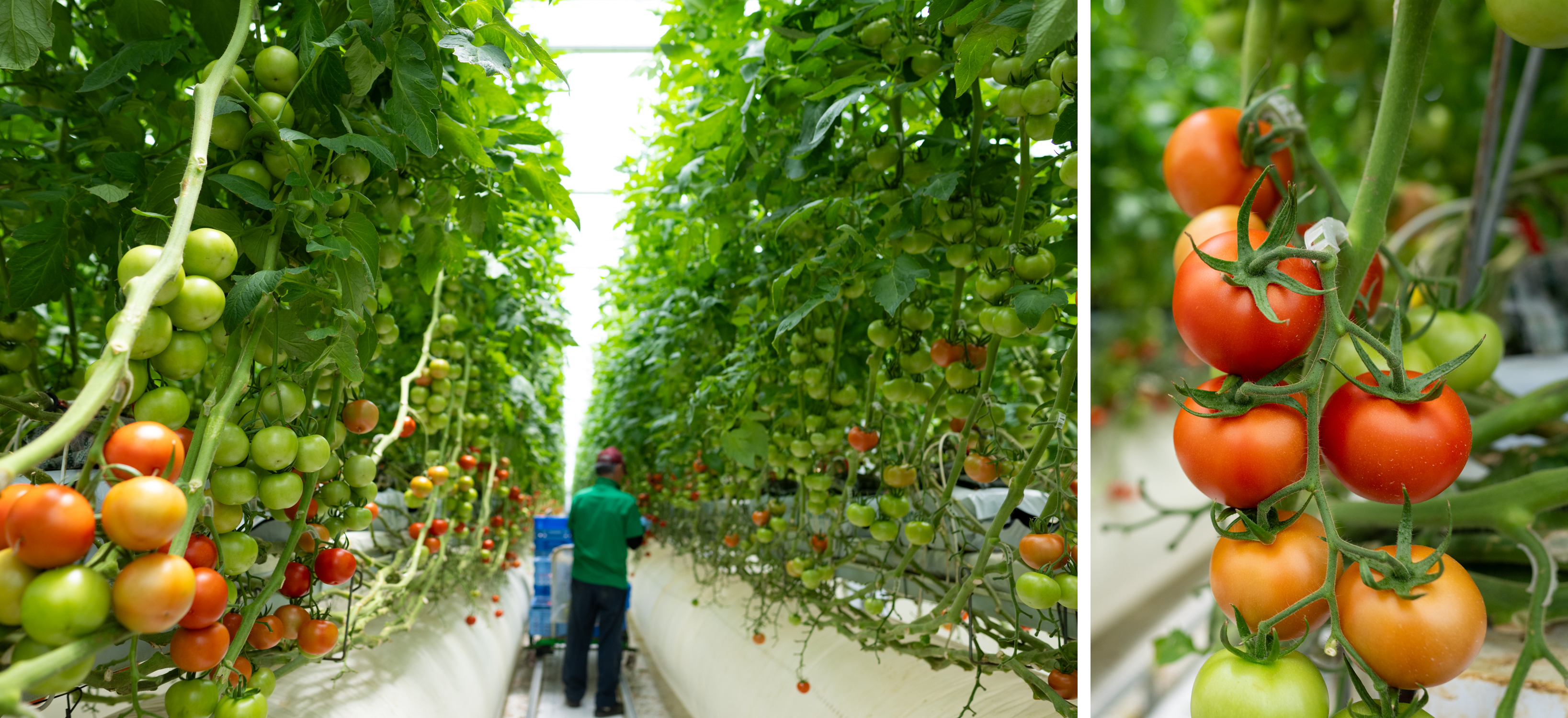 トマトがたくさん実っているハウス内部の写真。右側にはトマトのクローズアップも。