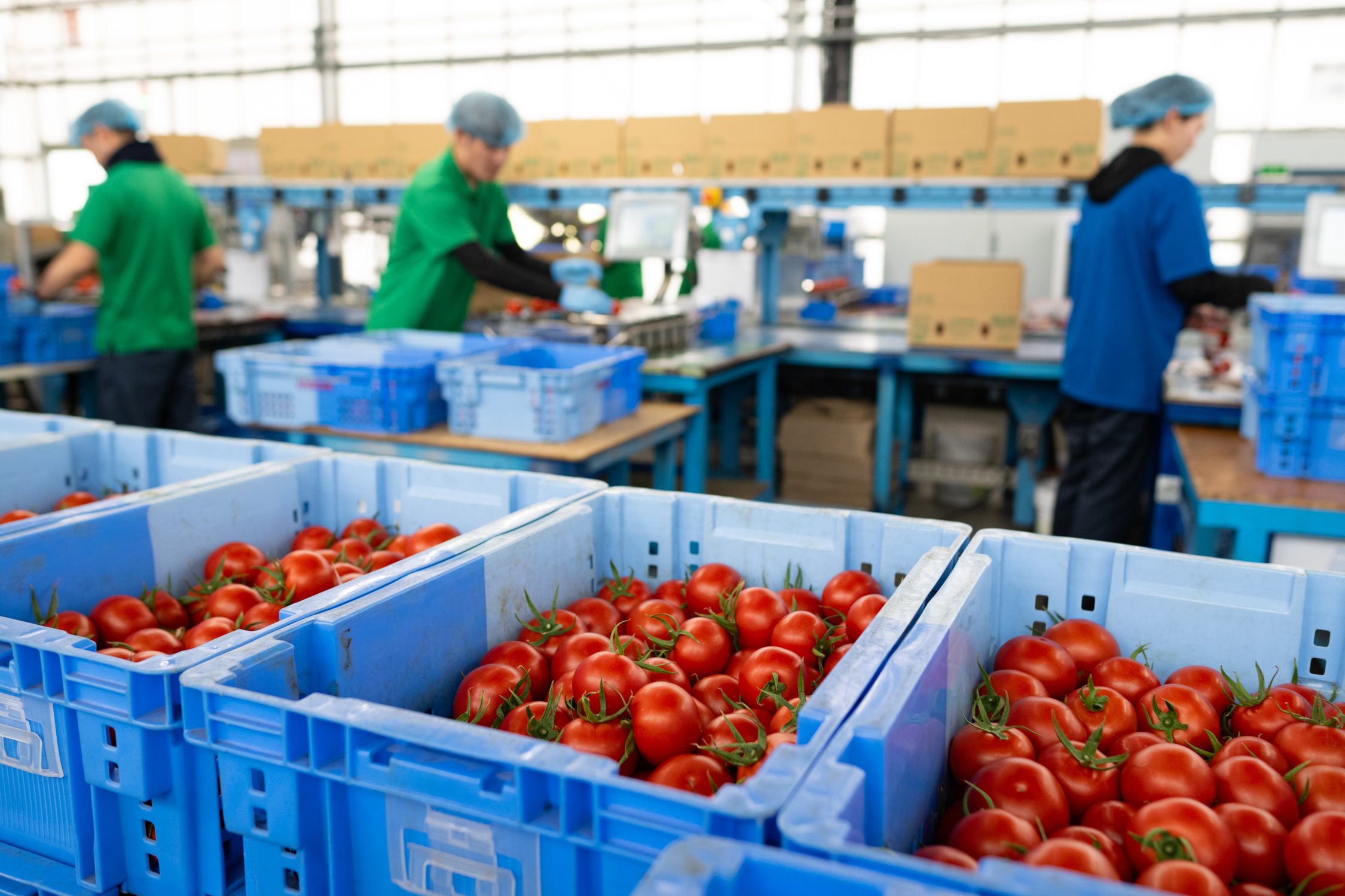 倉庫内でトマトのパッキング作業をしている3人の作業員。手前にはたくさんのトマトが入った青いプラスチックケースが並んでいる。