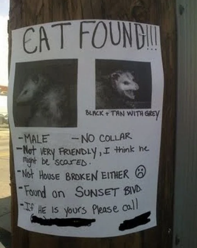 Lost cat poster with images of a possum. Text: Male, no collar, not very friendly, not house broken, found on Sunset Blvd, contact info at bottom