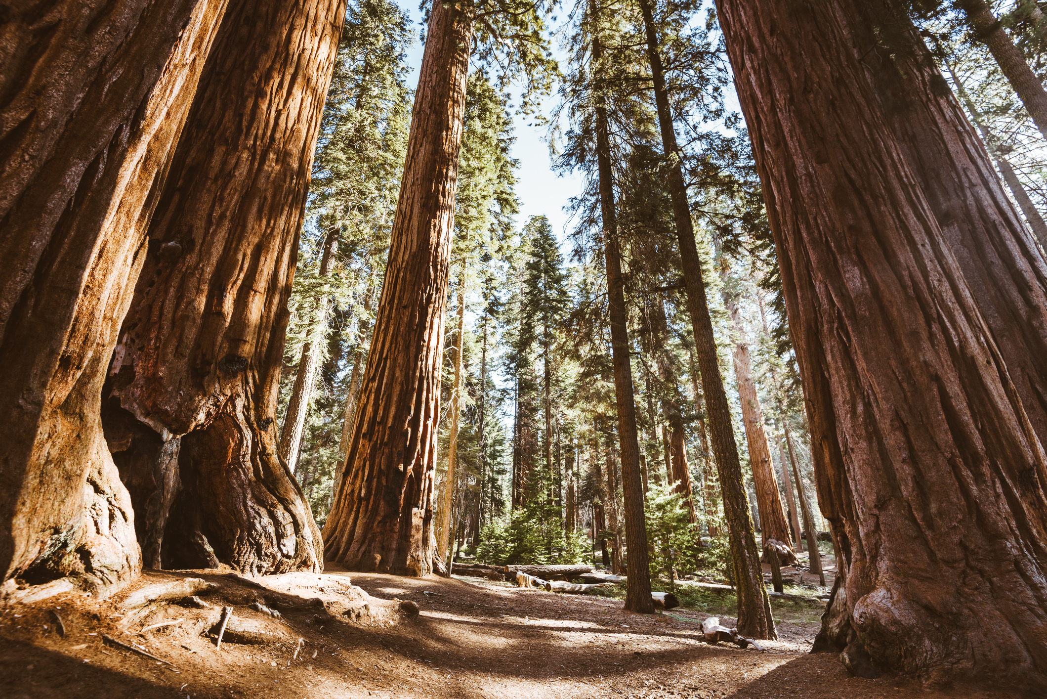 Tall sequoia trees in a forest with sunlight filtering through the canopy. The forest floor is covered with dry leaves and dirt. No people are visible