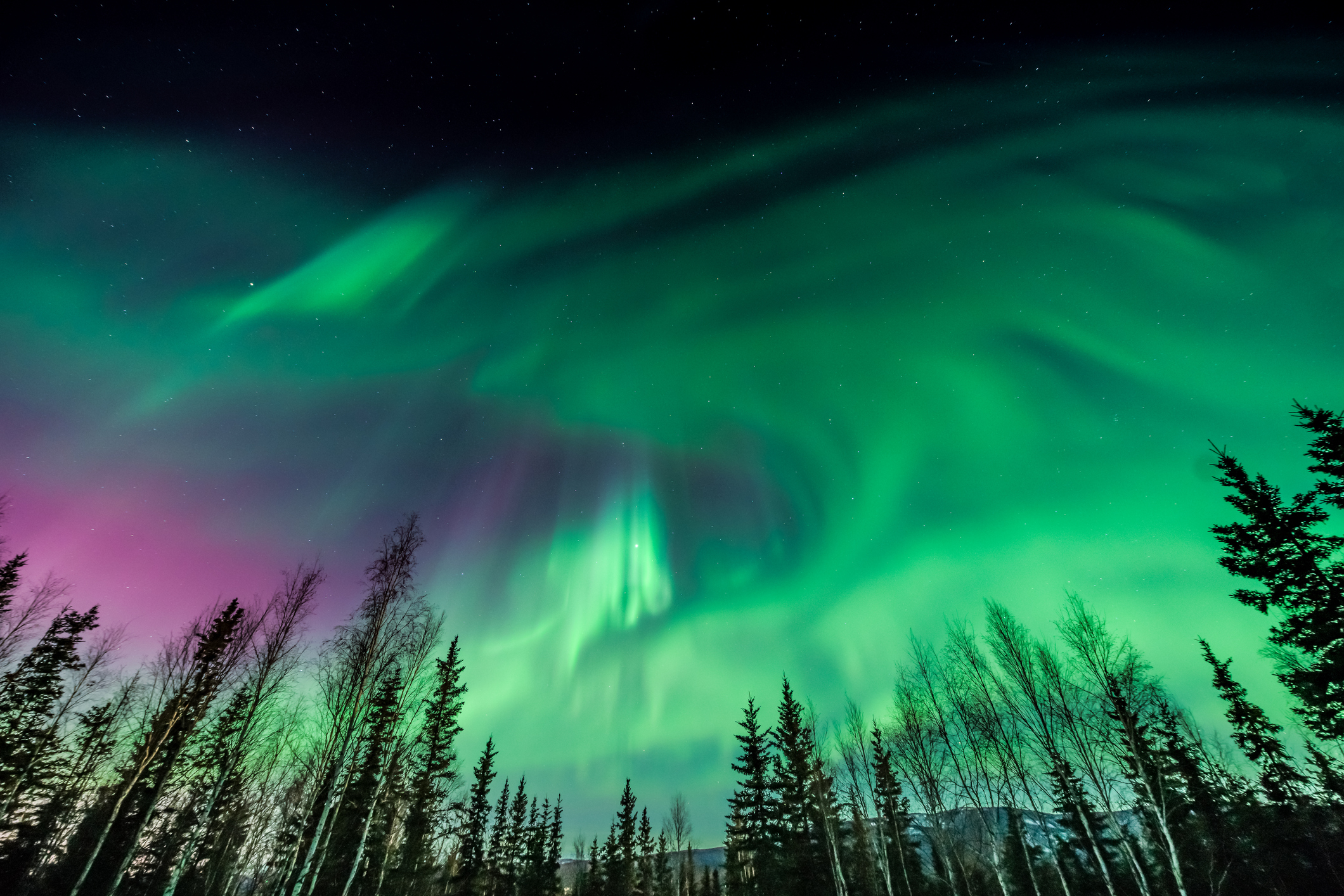 Northern lights in the night sky with a forest of bare trees below. The aurora displays green and some purple hues, creating a mesmerizing natural spectacle