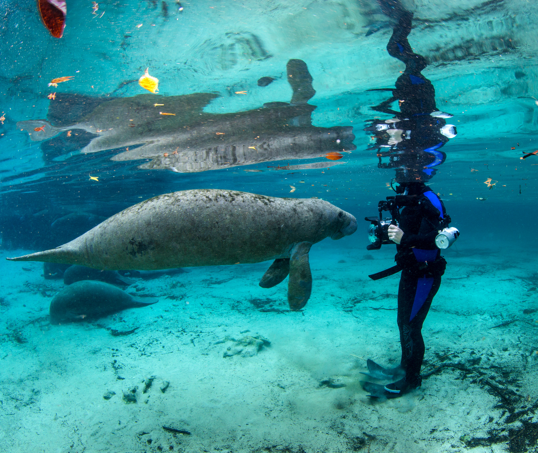 A diver wearing scuba gear observes a large manatee underwater in a clear, blue environment with some fish and foliage floating above