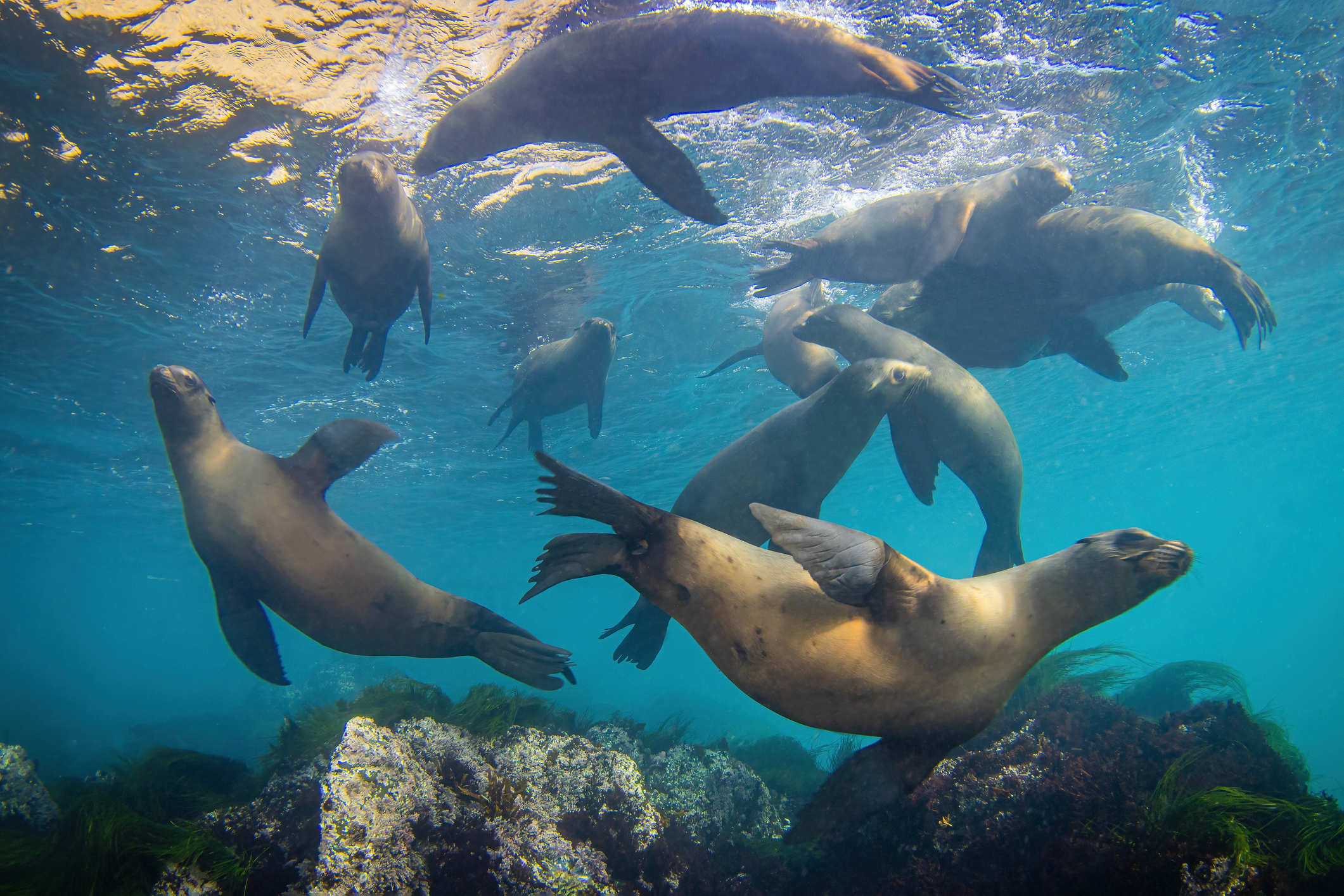 Seals swimming underwater among rocks and seaweed