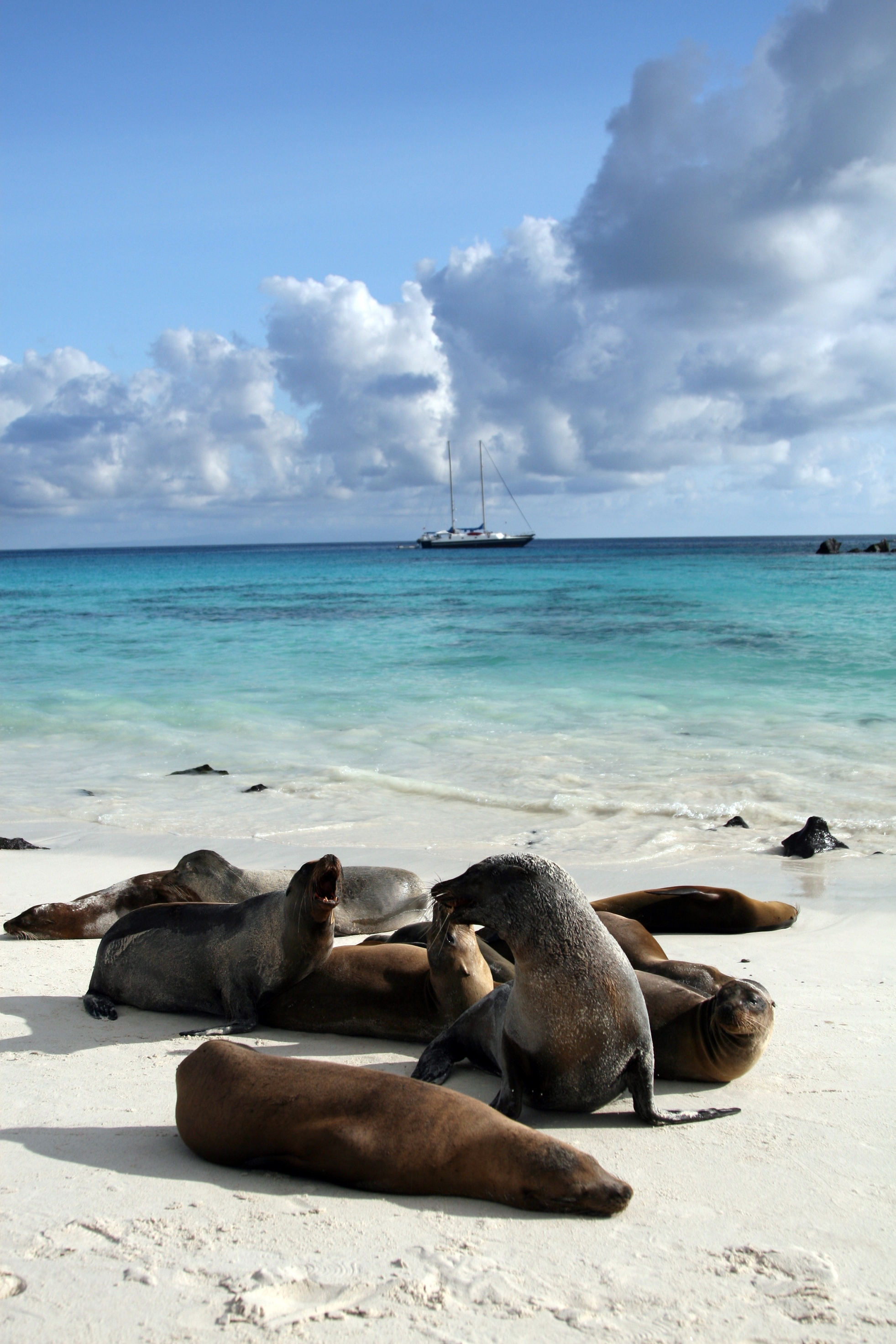 Seals resting on a sandy beach with a sailboat in the ocean and clouds in the sky