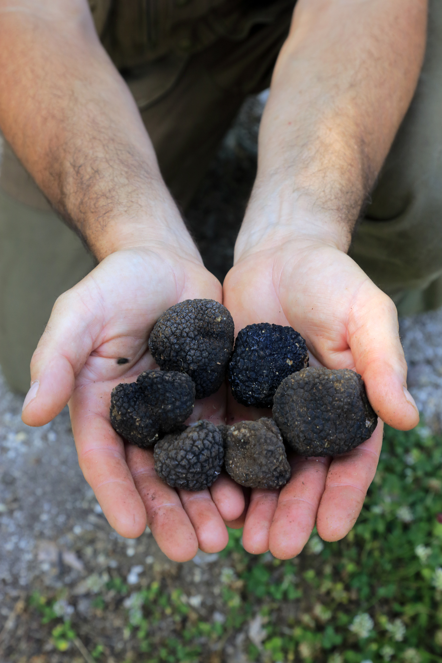 Two hands holding several fresh truffles, displaying them up close