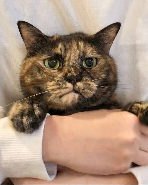 盛れてる時のぼんちゃん / サビ猫三姉妹さんのXより