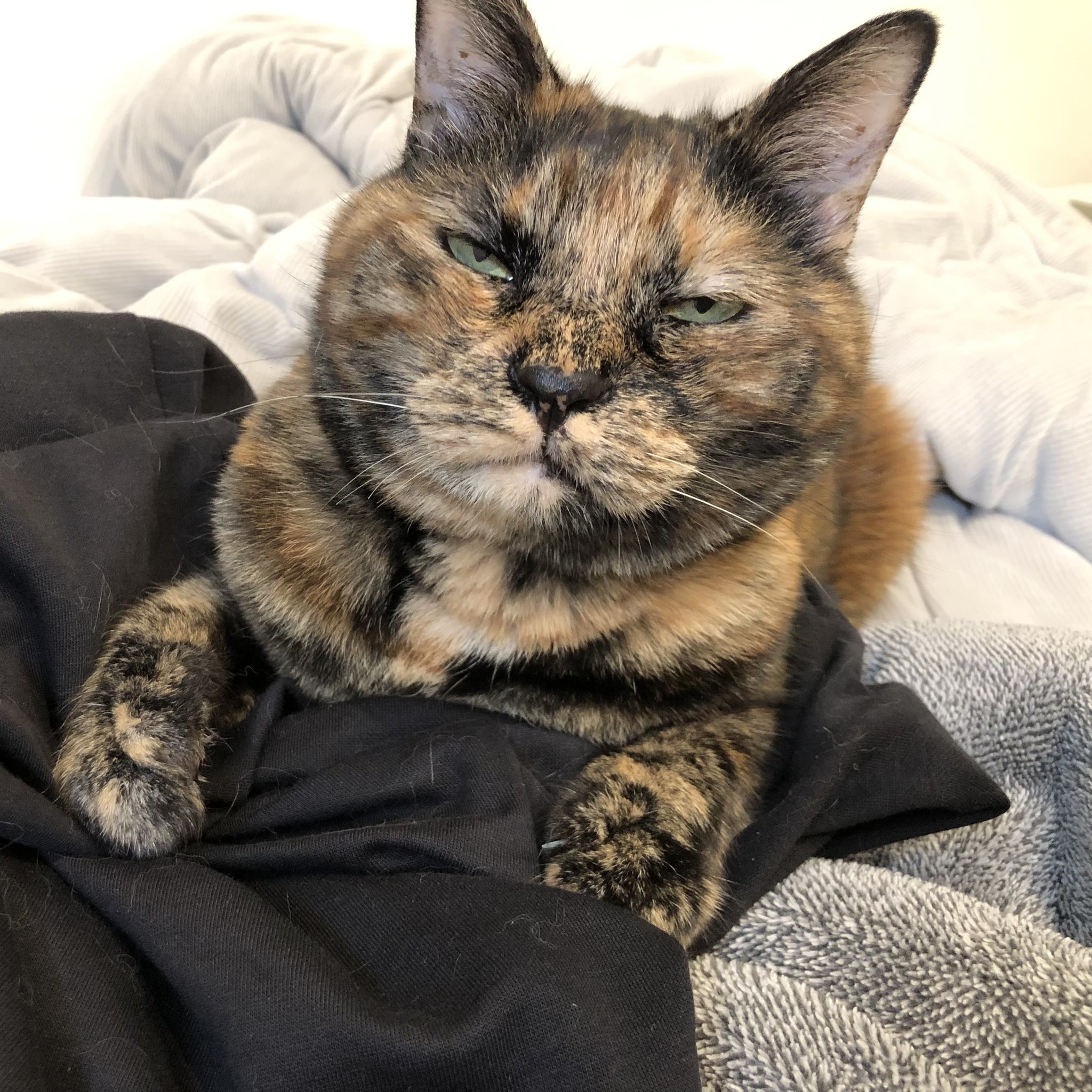 デューク東郷なぼんちゃん / サビ猫三姉妹さんのXより