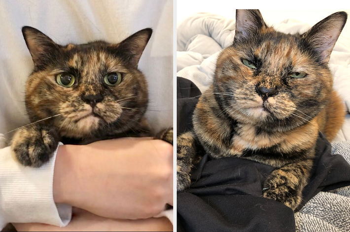 盛れてるぼんちゃんとデューク東郷のぼんちゃん / サビ猫三姉妹さんのXより