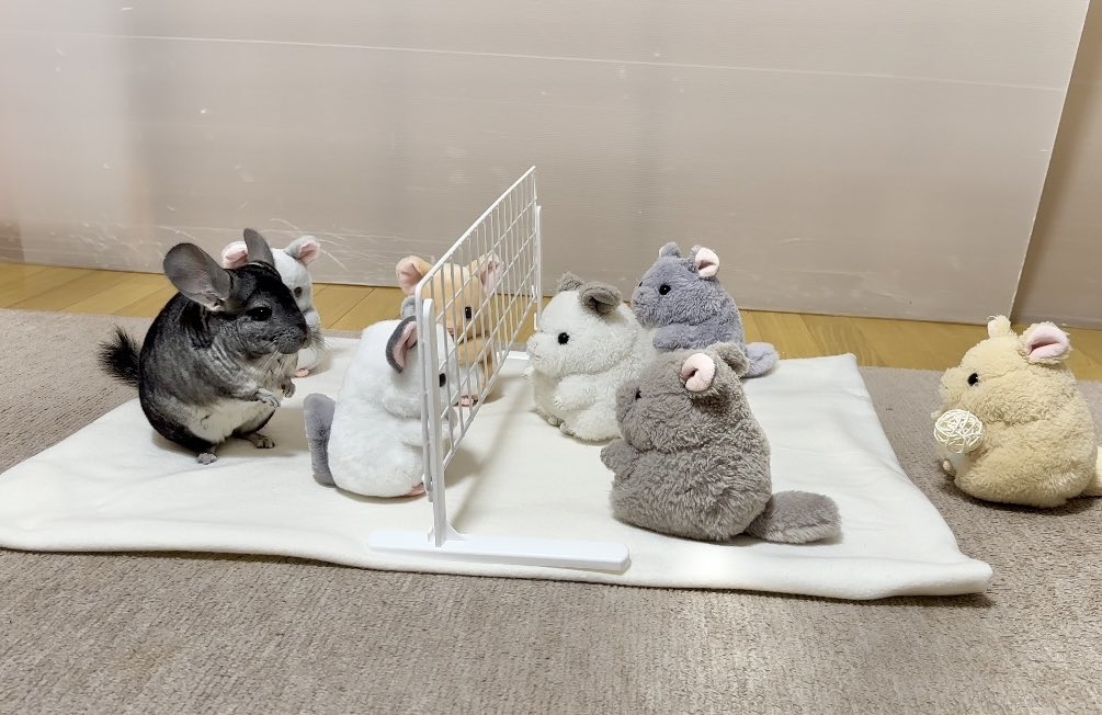 チラリンピックバレーボール初戦