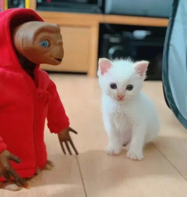 キトンブルーの瞳が愛らしい子猫時代のめろちゃん(Twitter/ooimachirinko)