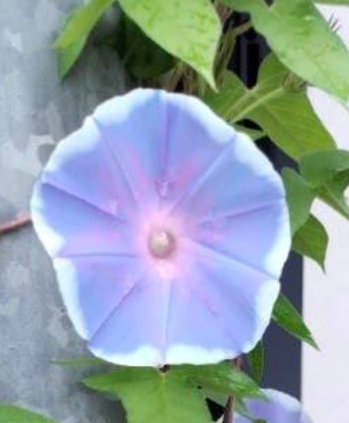 「こんでんえいねんしざいほう」さん(@hiroju5555)のXより