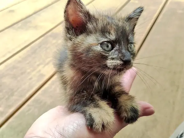 飼い主さんの片手のひらに乗るさびちゃん（Twitter/eblaxxx）