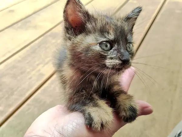 真は錆猫が好き 真は錆猫が好き様専用 サビ猫むぅさん🐈‍⬛🤎 (@