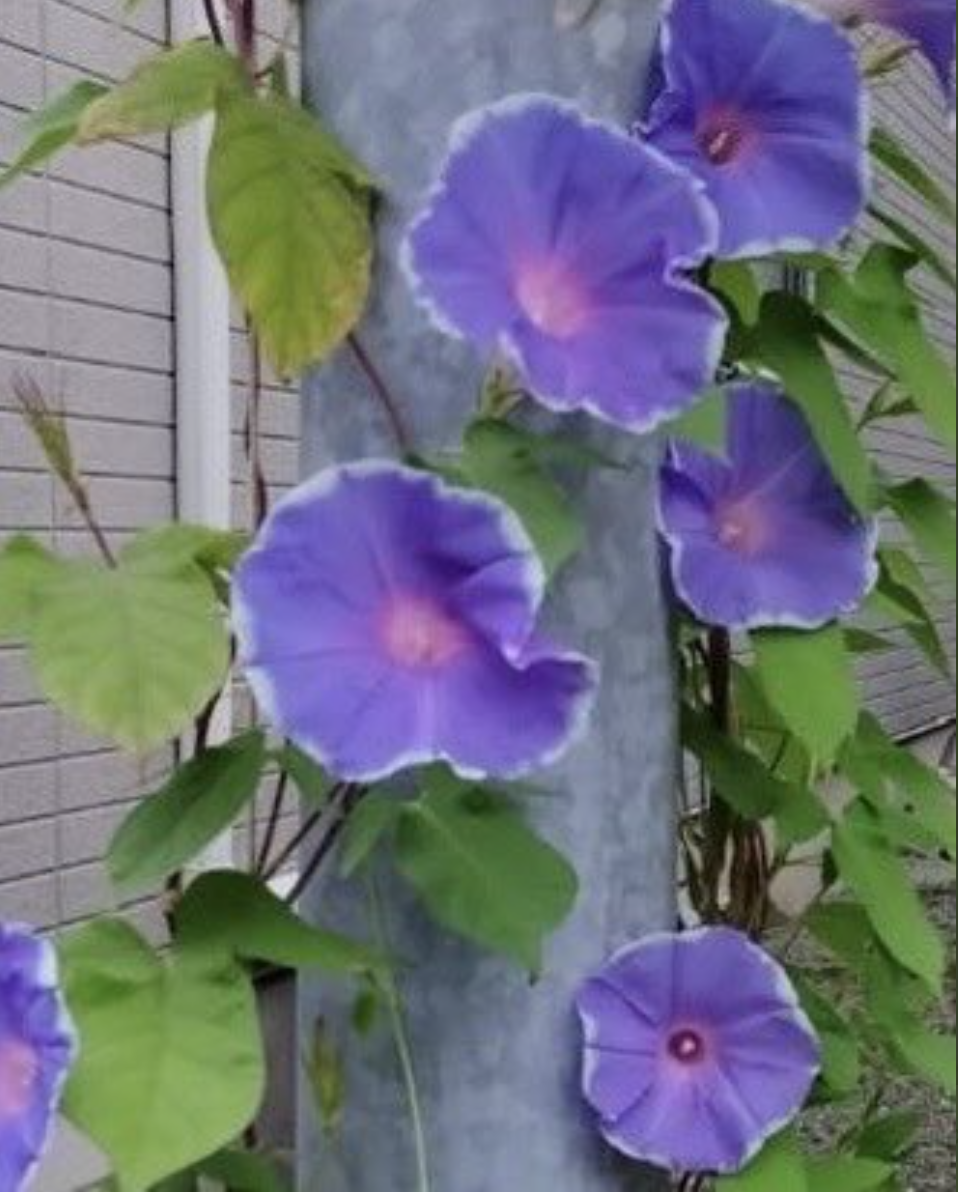 ポールに巻きついた朝顔の花。