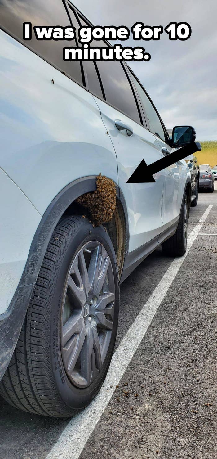 A white Honda SUV is parked in a lot. A swarm of bees is clustered around the rear tire area on the driver's side. No people are visible in the image