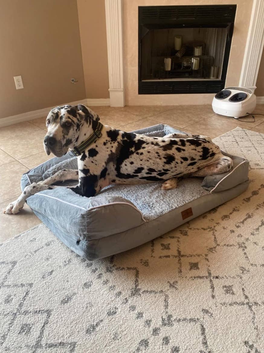 Comfy dog beds for large dogs cheap