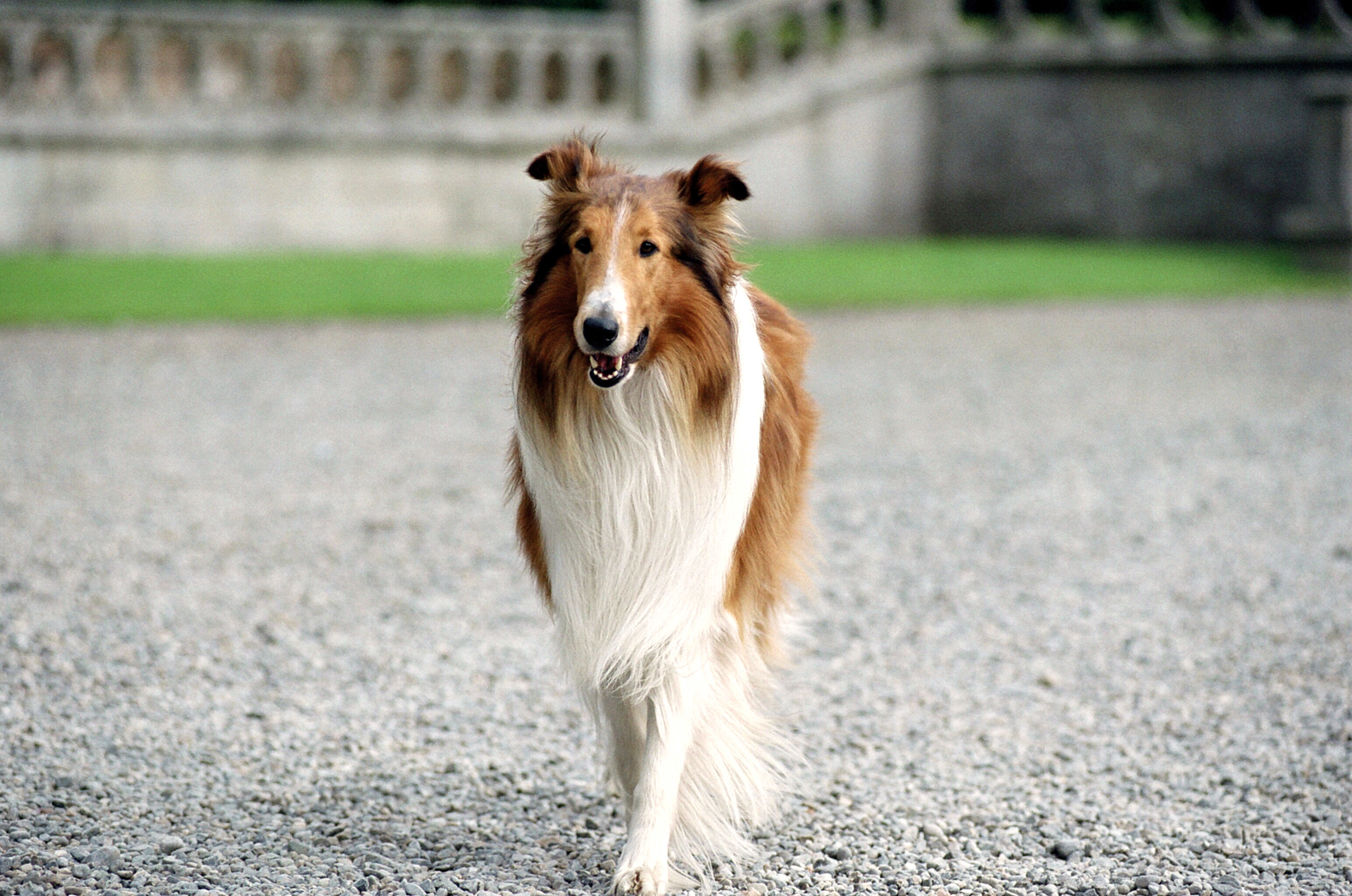 Lassie walking outside