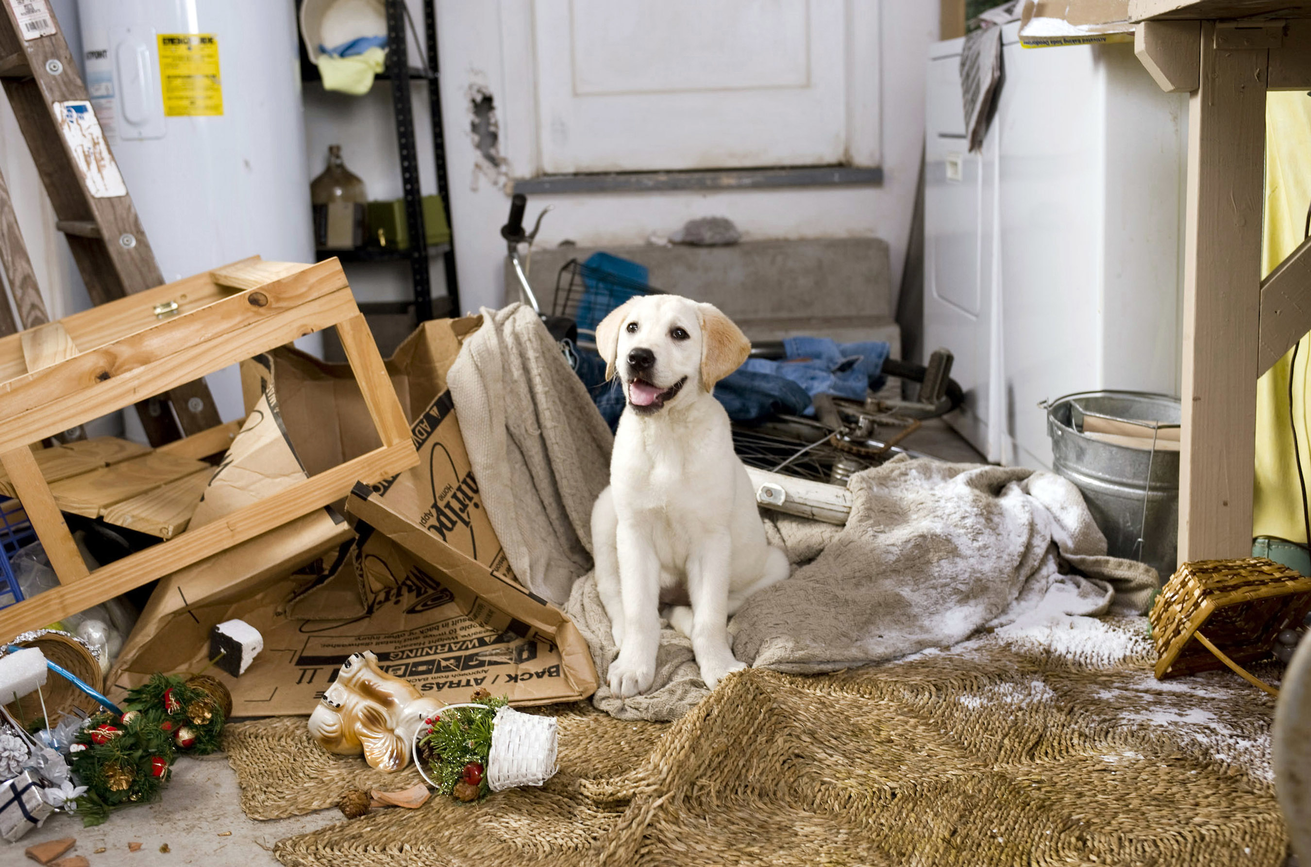 Marley surrounded by a mess of boxes and garage items overturned in a scene from "Marley & Me"