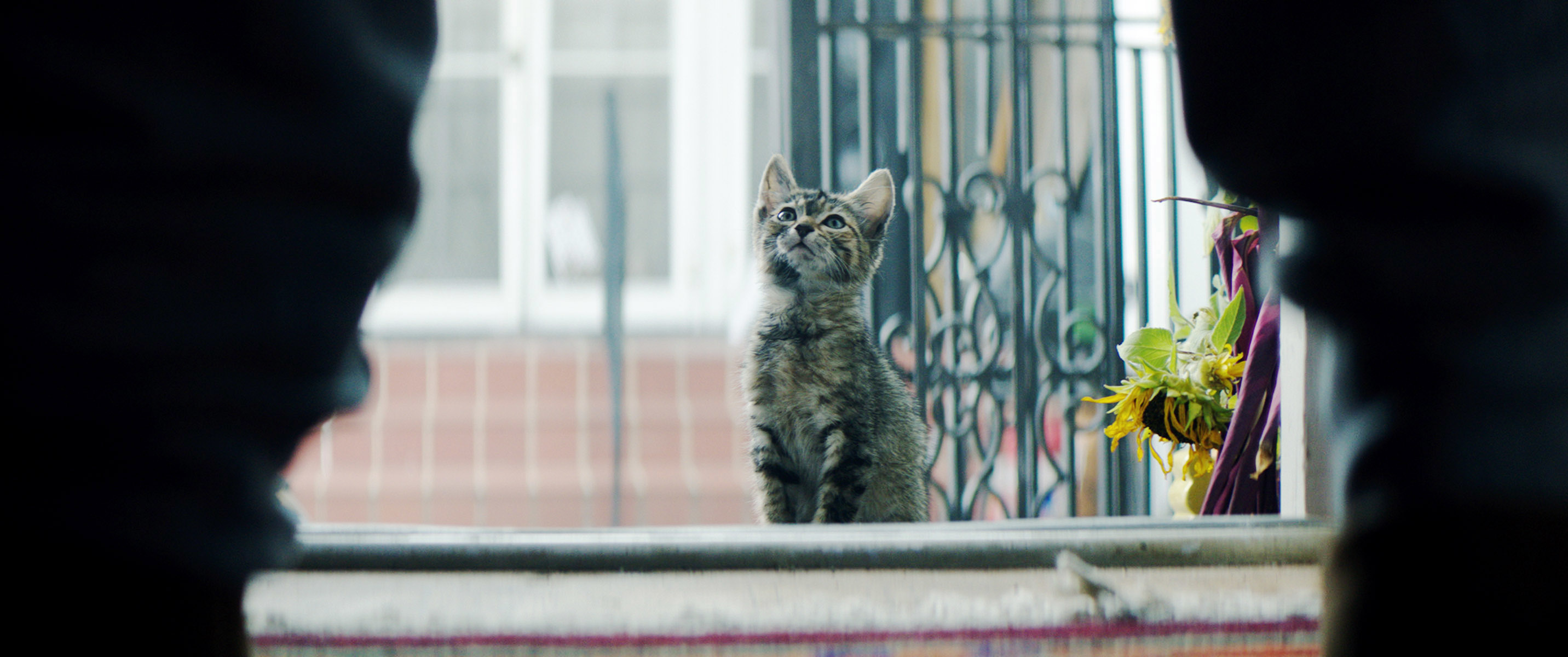 Keanu the cat looking up a person not in the frame