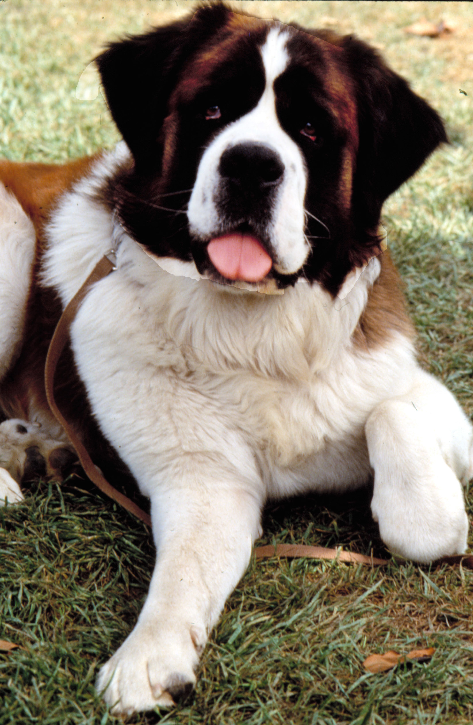 Beethoven sitting on the grass with a leash on