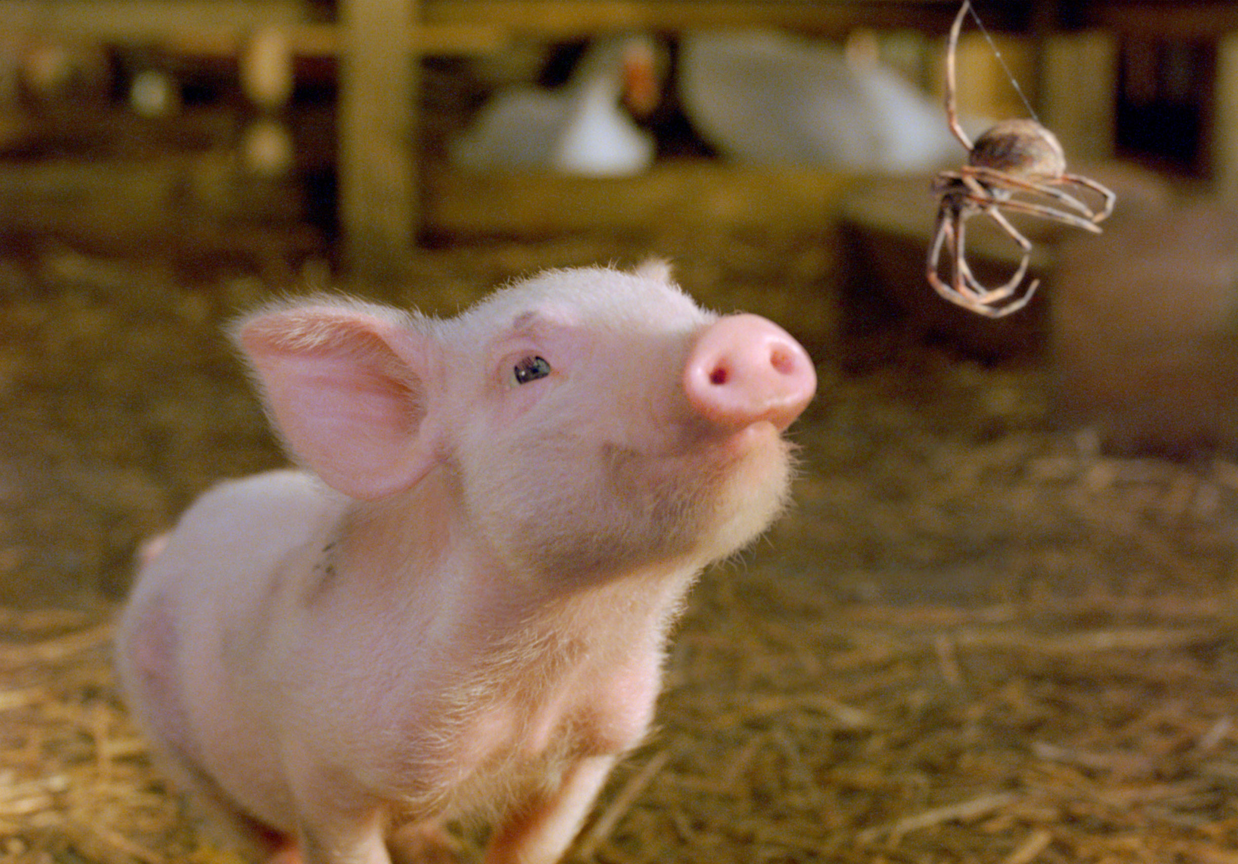 Wilbur the pig looks up at Charlotte the spider in a barn setting in a scene from "Charlotte's Web"