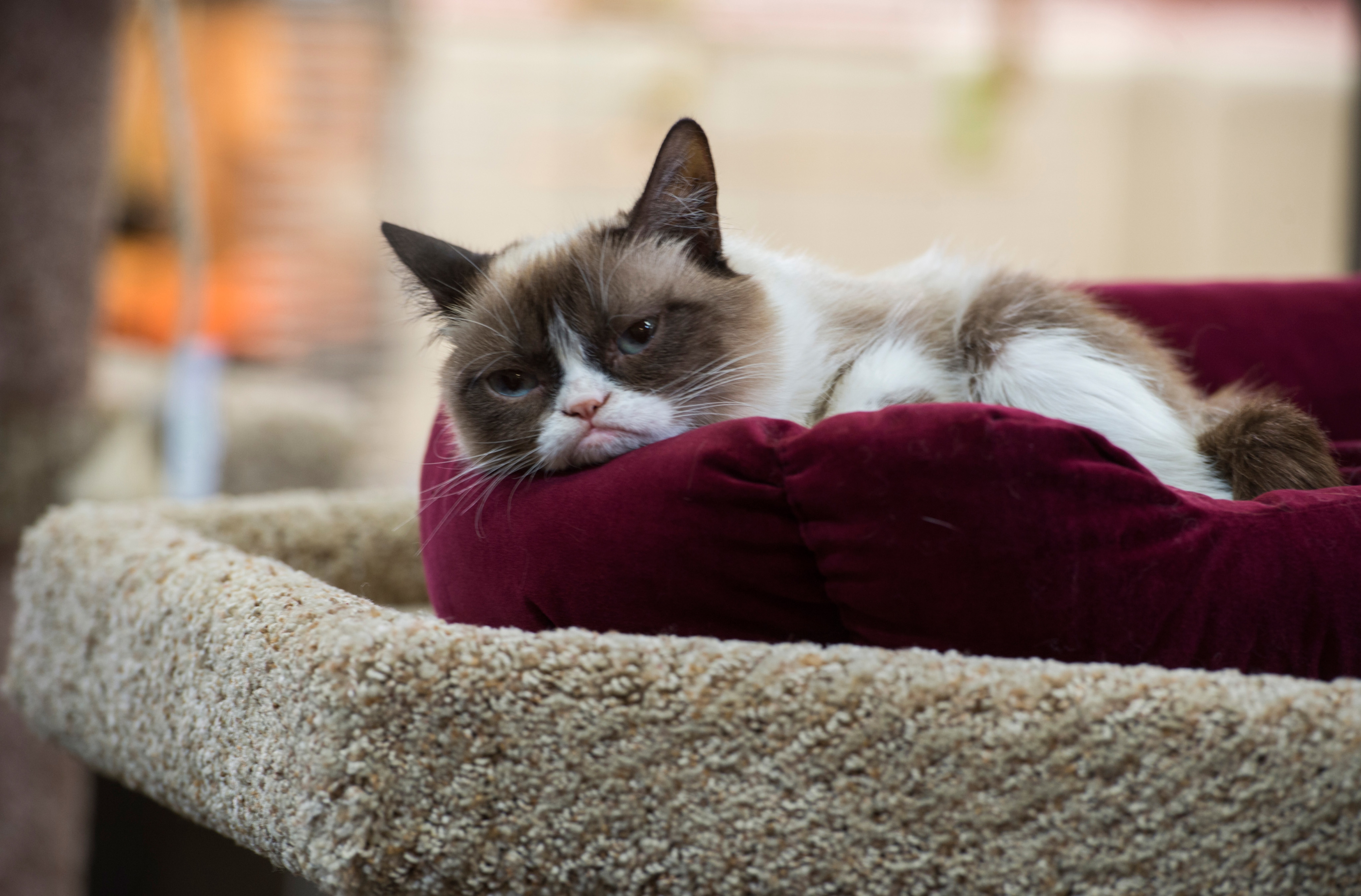 Grumpy Cat sitting on a cat bed in a scene from "Grumpy Cat's Worst Christmas Ever"