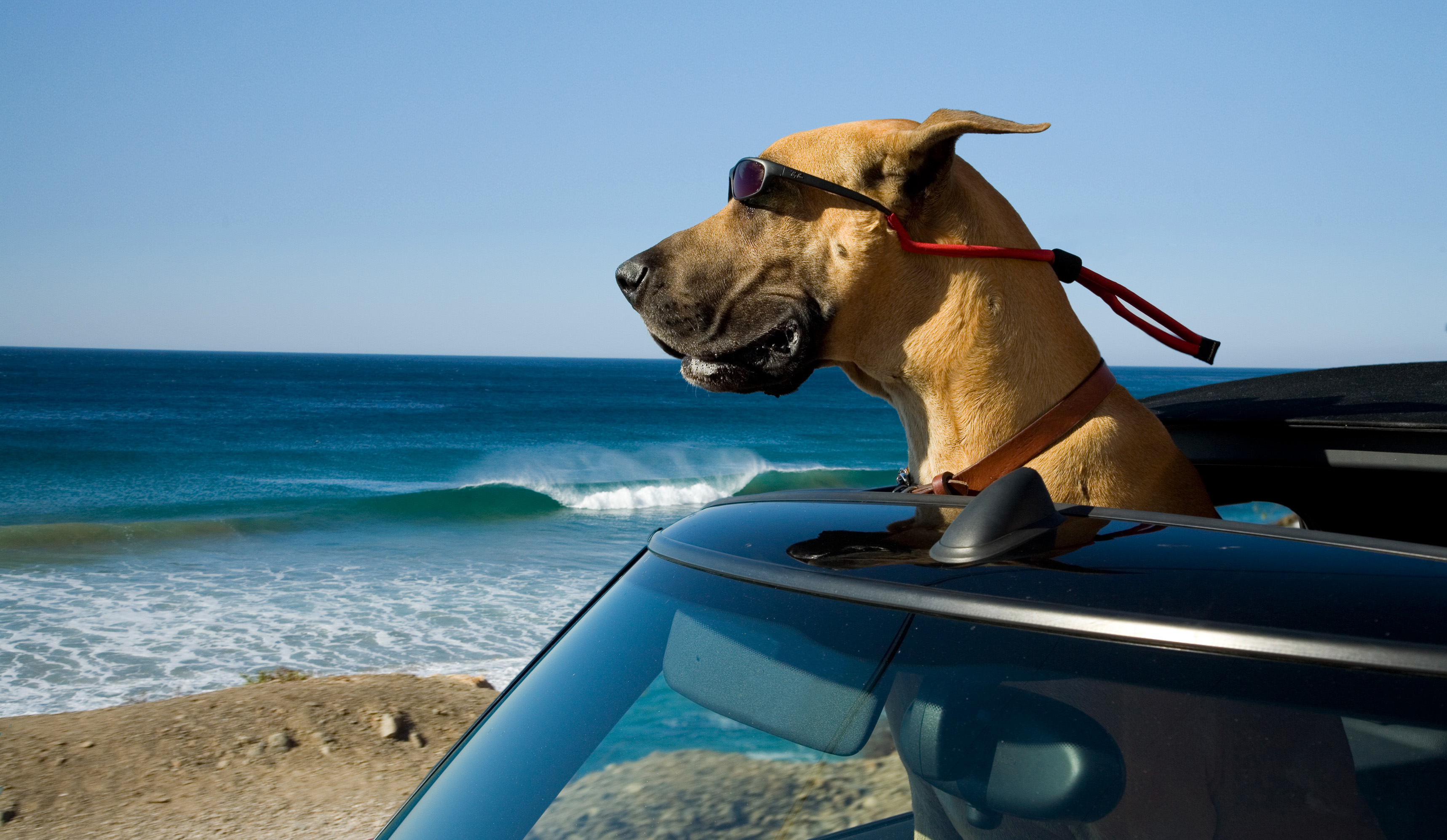 Marmaduke sticking his head out of a car sunroof next to the beach in a scene from "Marmaduke"