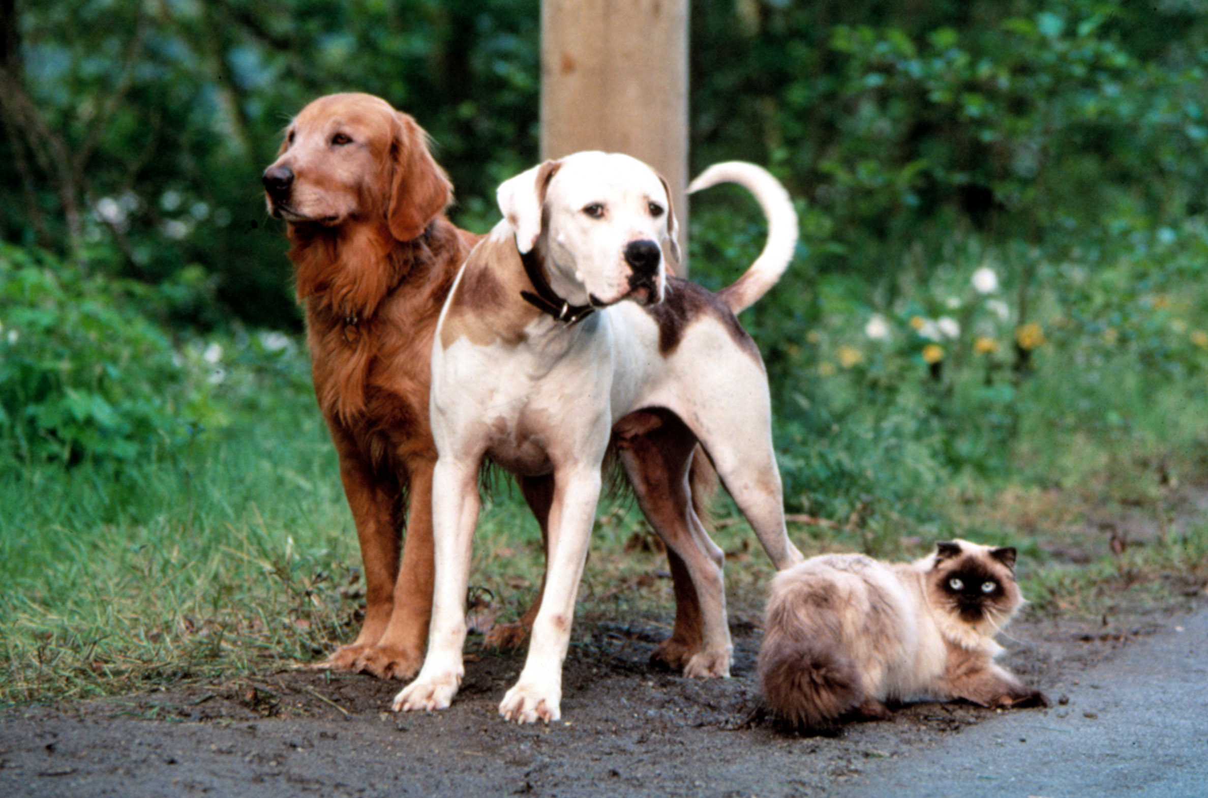 Chance, Shadow, and Sassy standing by grass