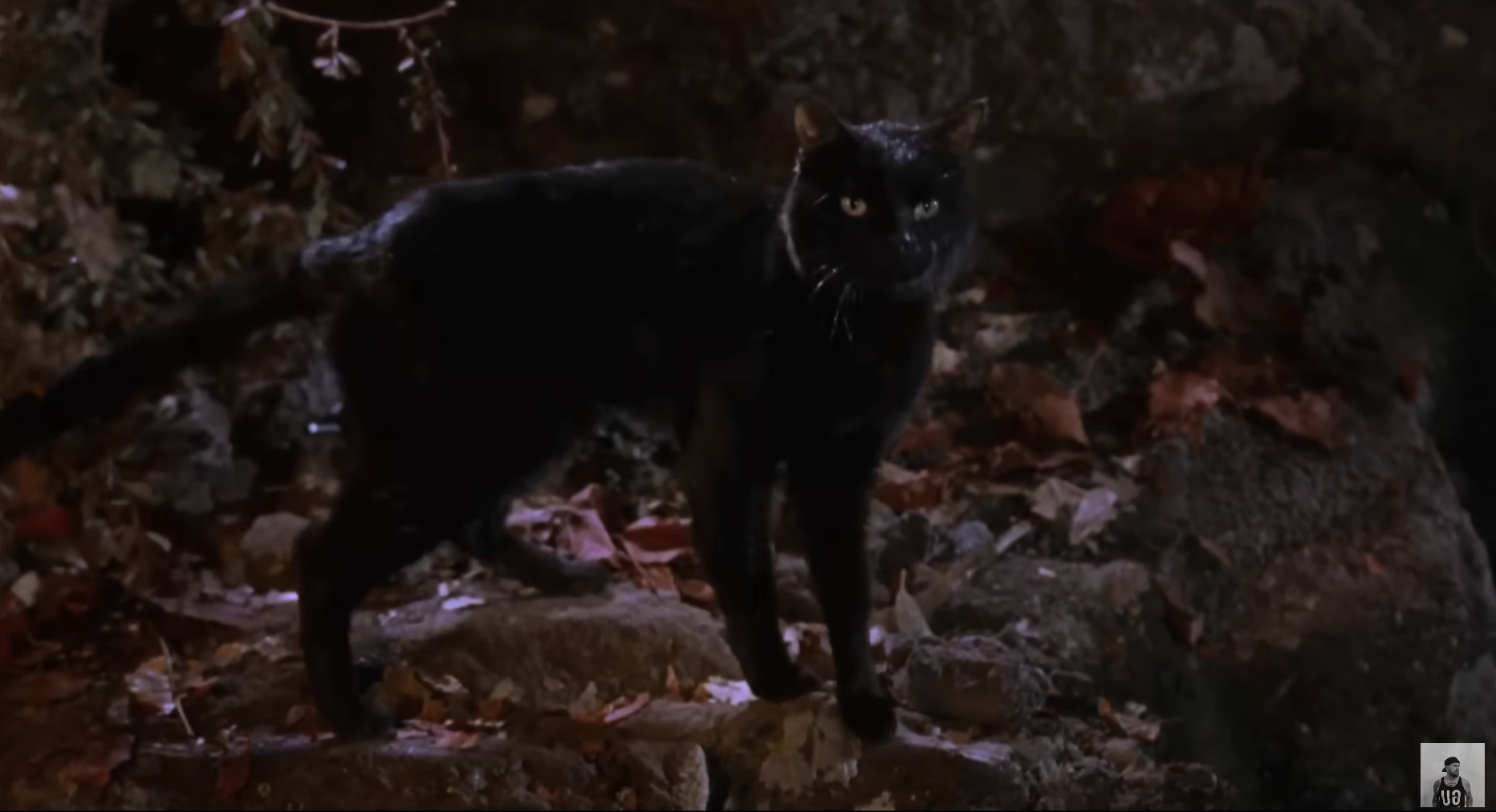 Binx standing on a bunch of leaves in a scene from "Hocus Pocus"