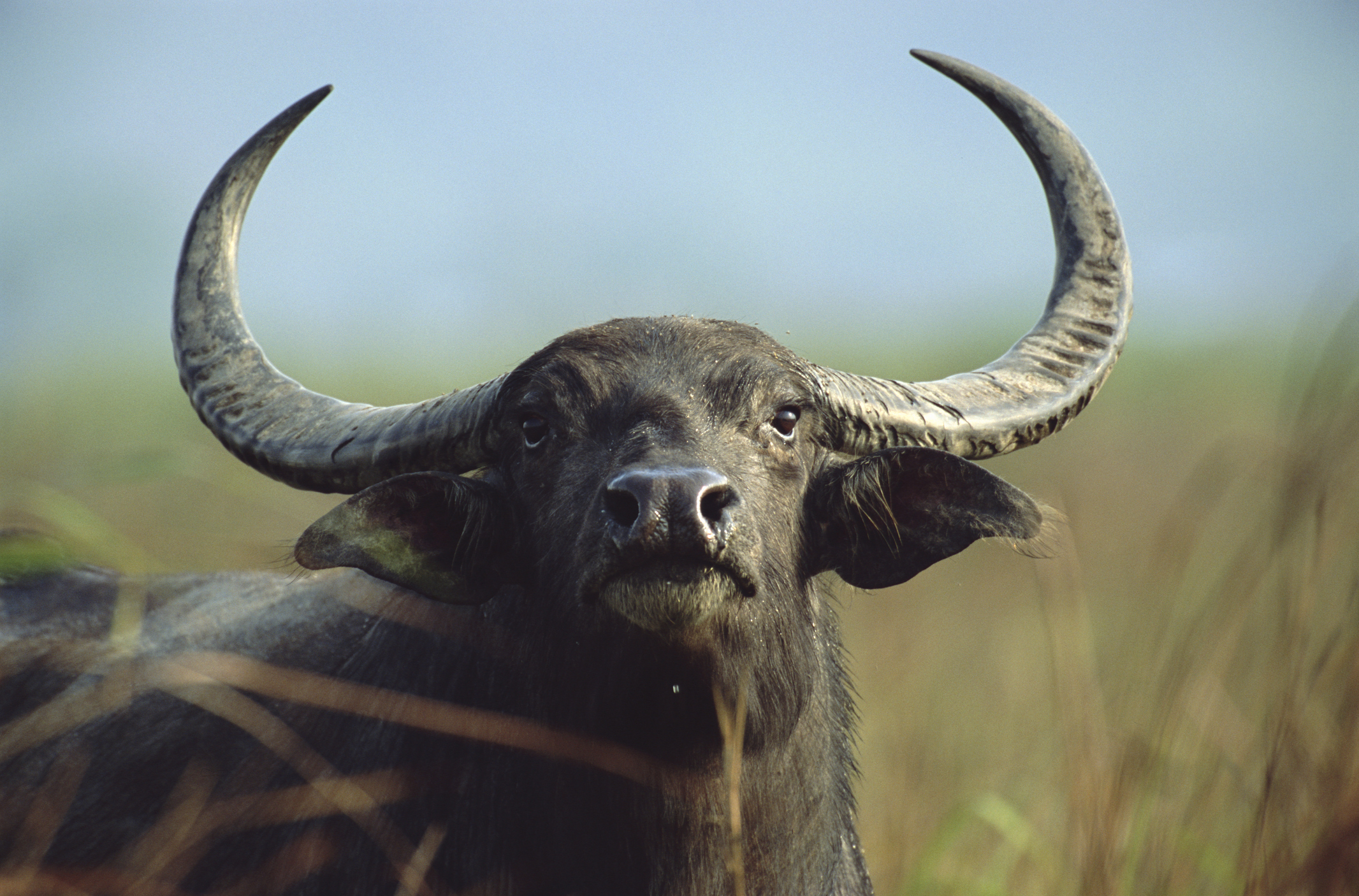 A water buffalo with large curved horns stands in a grassy field and looks toward the camera