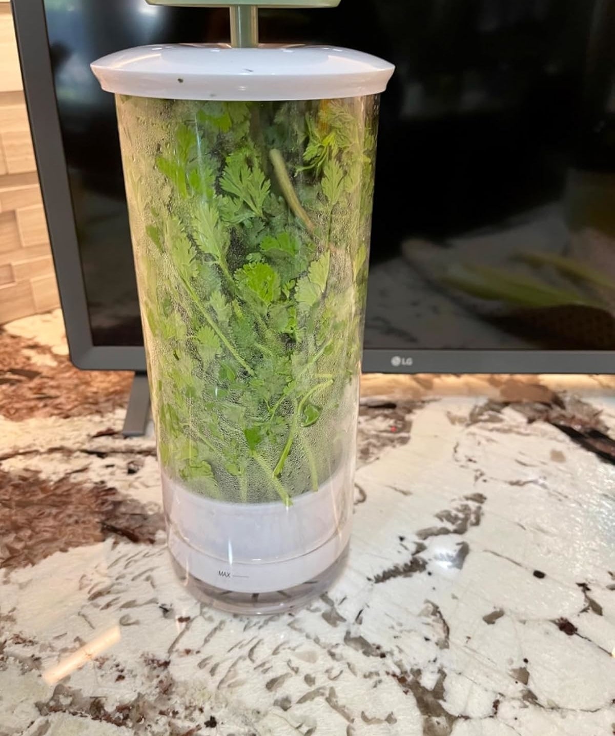 Herb keeper filled with fresh cilantro, placed on a kitchen counter near a computer screen