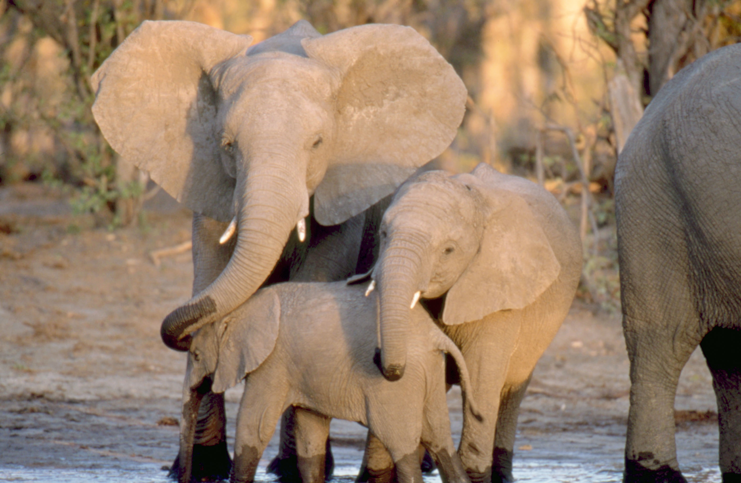 Three elephants, with a baby elephant in the center, standing and drinking water. This image is taken in a natural habitat, likely a savanna