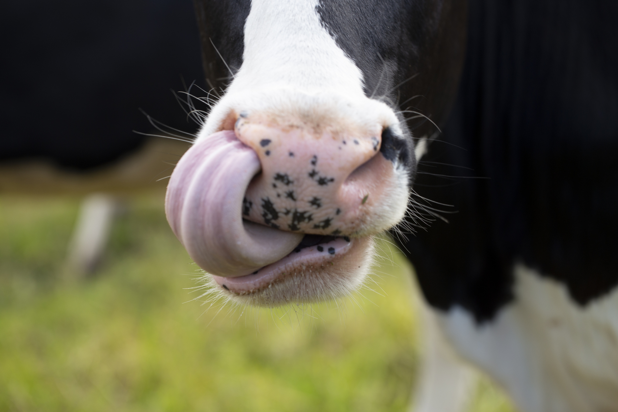 Close-up of a cow's nose and mouth with its tongue sticking out