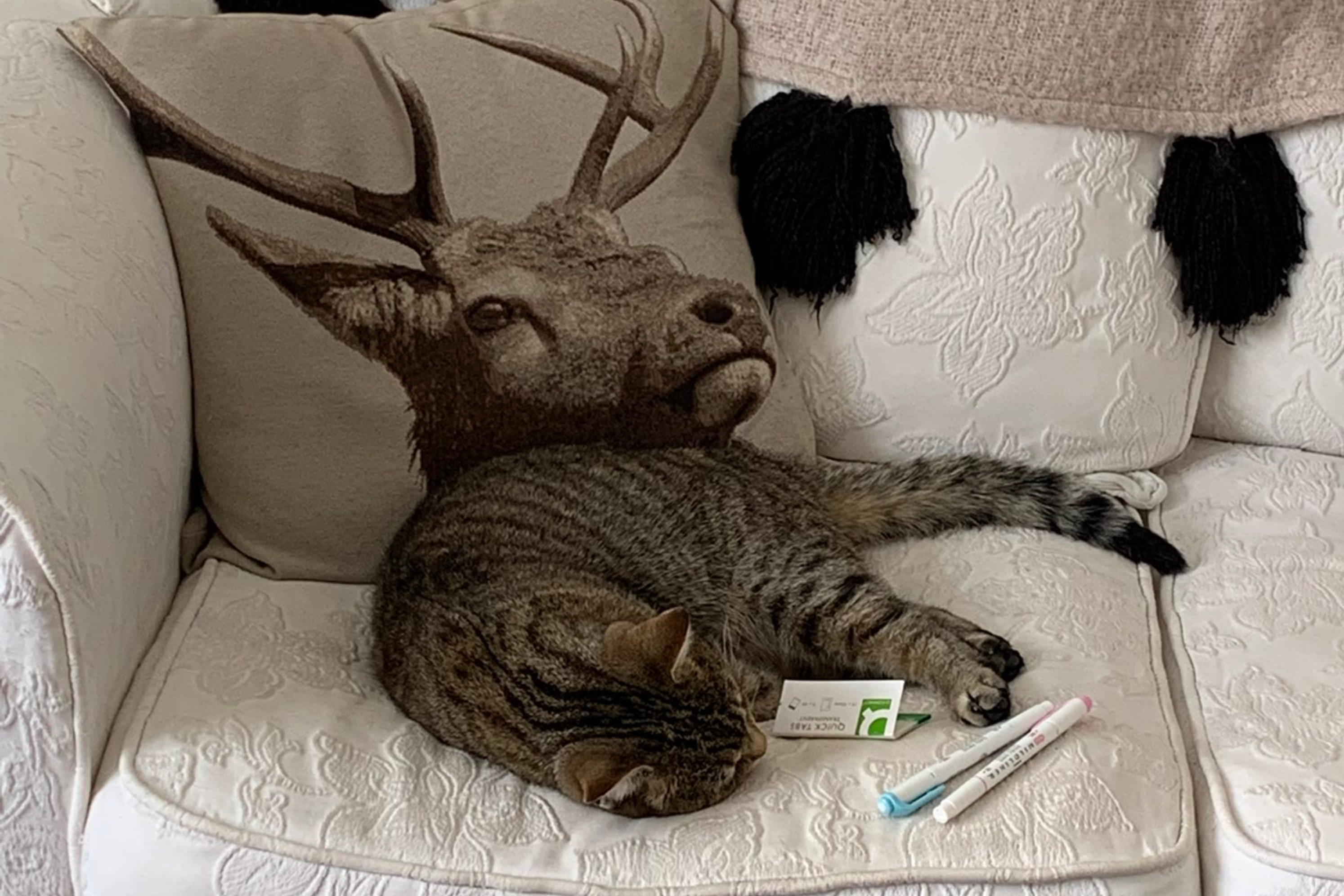 A cat lays on a couch underneath a moose pillow. It looks like the moose is a part of the cat.