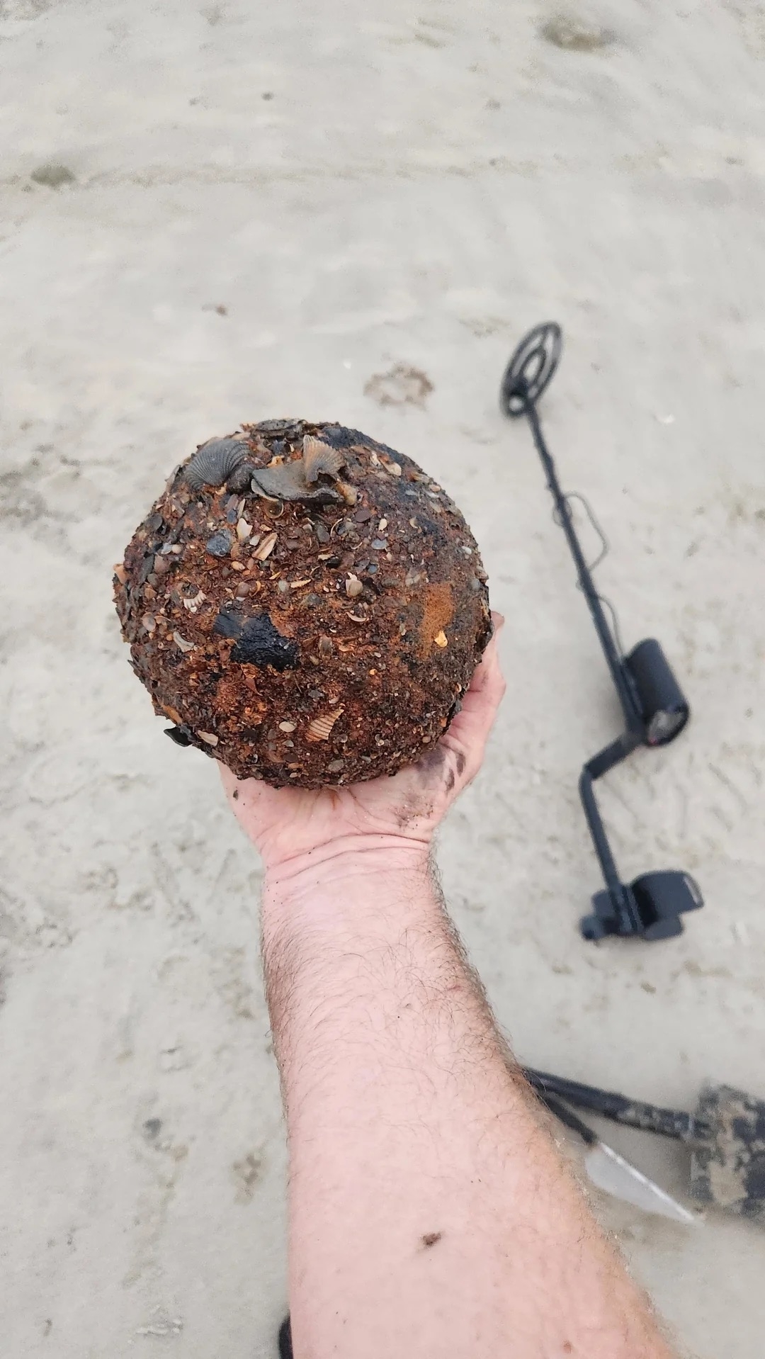 A person holds a weathered, barnacle-encrusted cannonball found on a beach, with a metal detector and shovel visible in the background