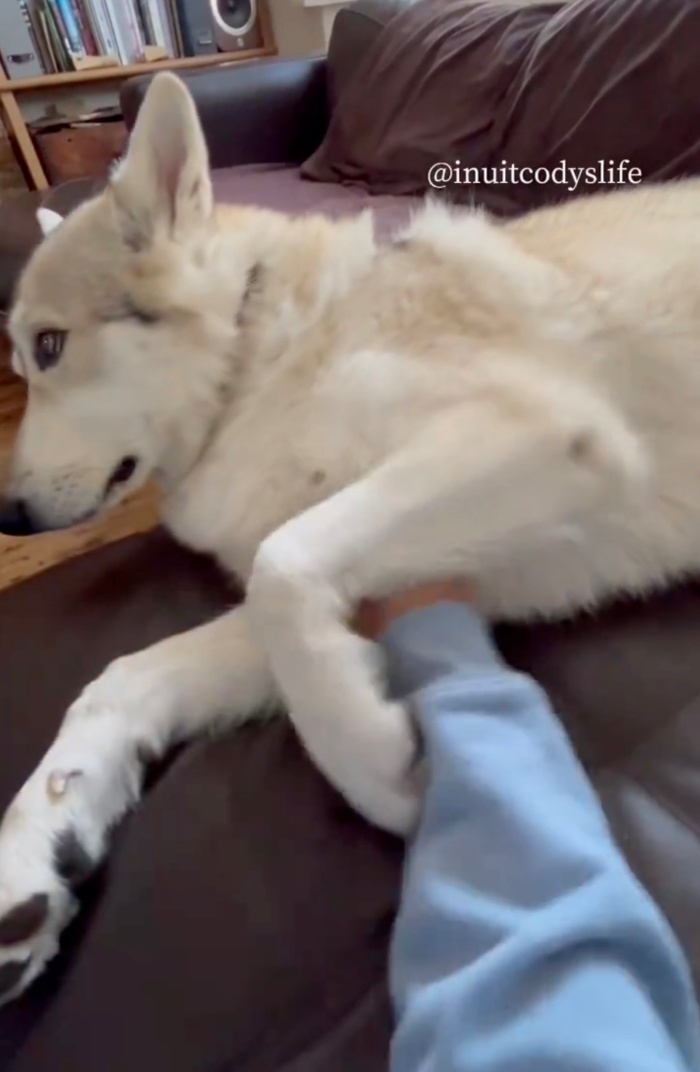 左前足で飼い主さんの手を胸元へ移動させるコディくん