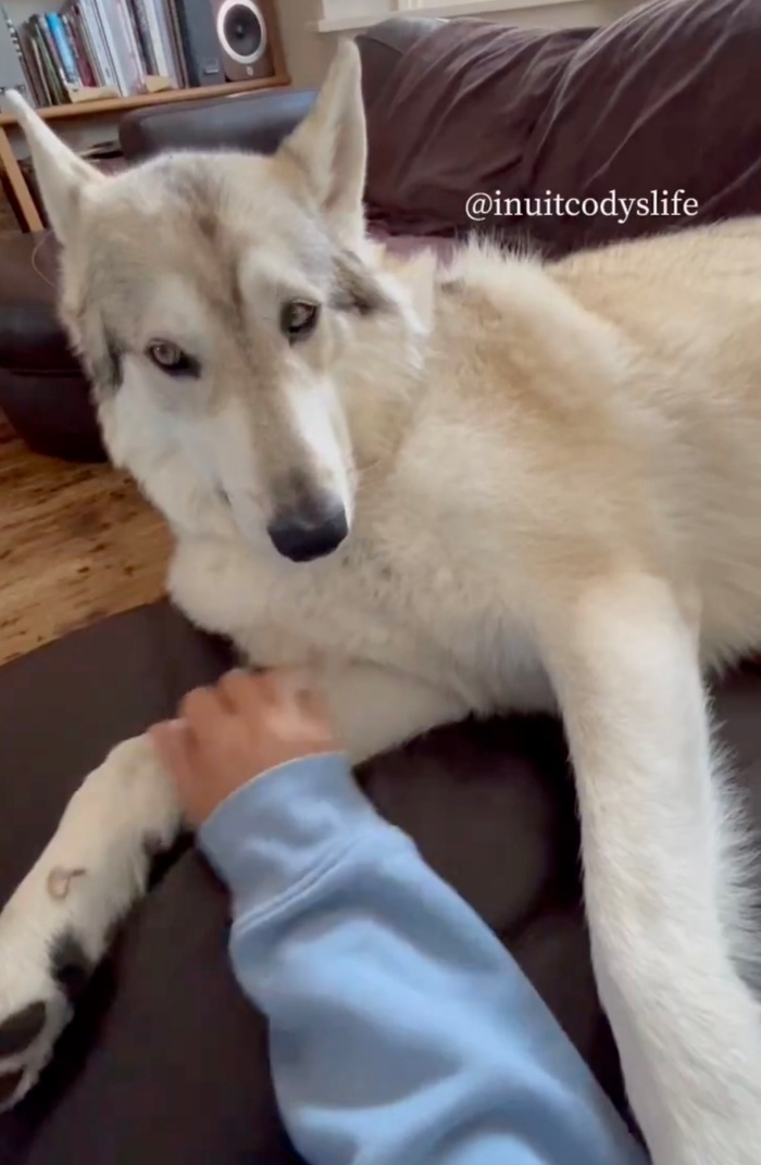 飼い主さんに前片足をなでなでしてもらうコディくん