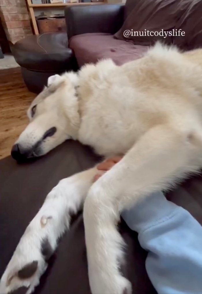 ゴロンと寝そべってなでてもらうコディくん