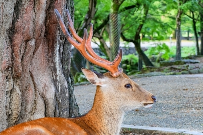 シカが木のそばで座っている。背景には緑の木々が見える。