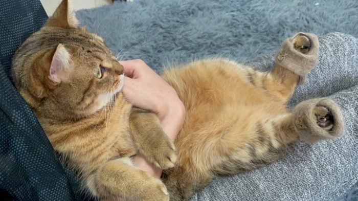 スリッパを試し履きして飼い主さんの膝上に座るみにらくん