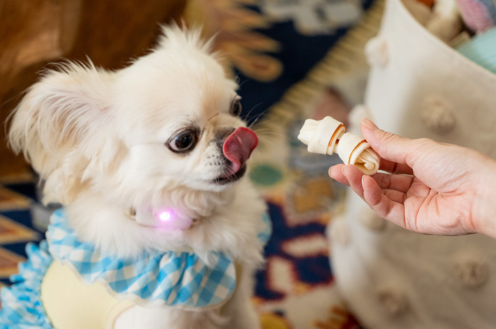 白い小型犬が人の手からおやつをもらおうとしている場面。犬はフリル付きの服を着ており、舌を出している。