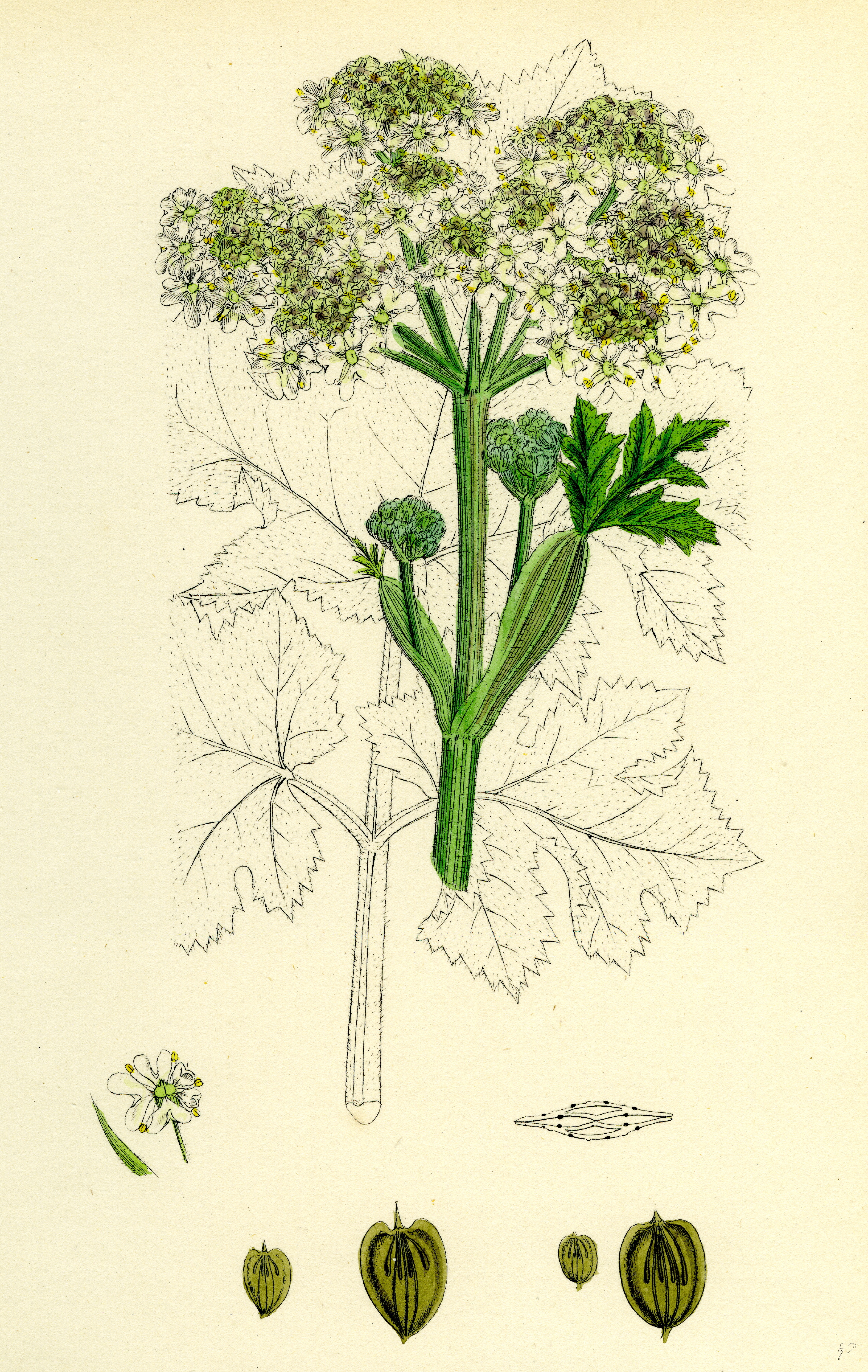 Botanical illustration of a plant with green stems, white flowers, and green leaves. Detailed views of its flower, seeds, and leaf structure are shown at the bottom