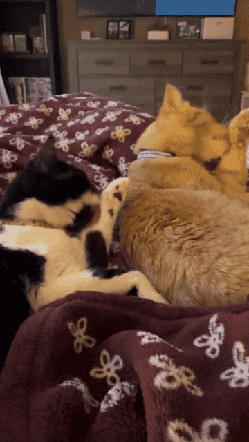 Two cats and one dog lie together on a cozy blanket, cuddling peacefully
