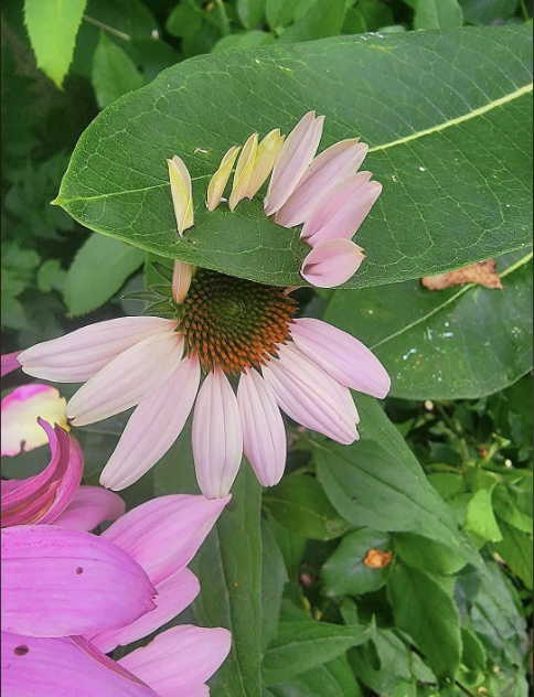 A pink flower partially covered by a large green leaf among greenery. No people or text are present in the image