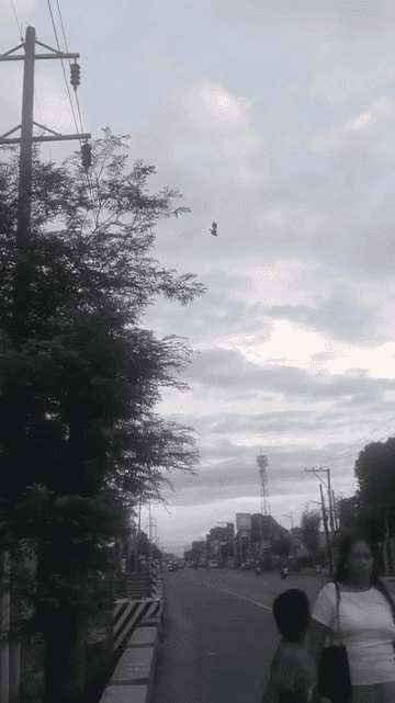 A woman and a child walk along a street lined with trees and power lines. A bird is flying in the sky above them