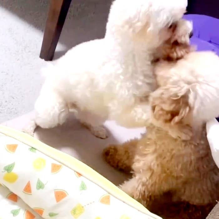 うたちゃんにつかみかかるにこちゃん